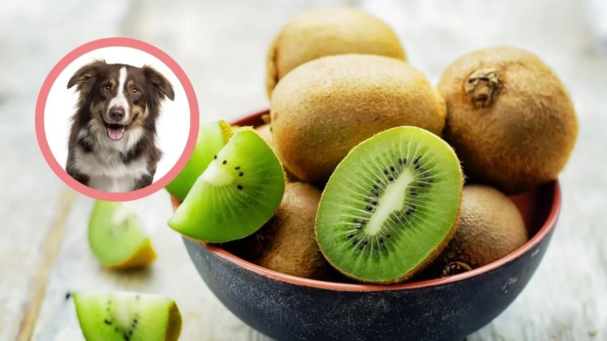 pies je kiwi, zdrowe owoce dla psa