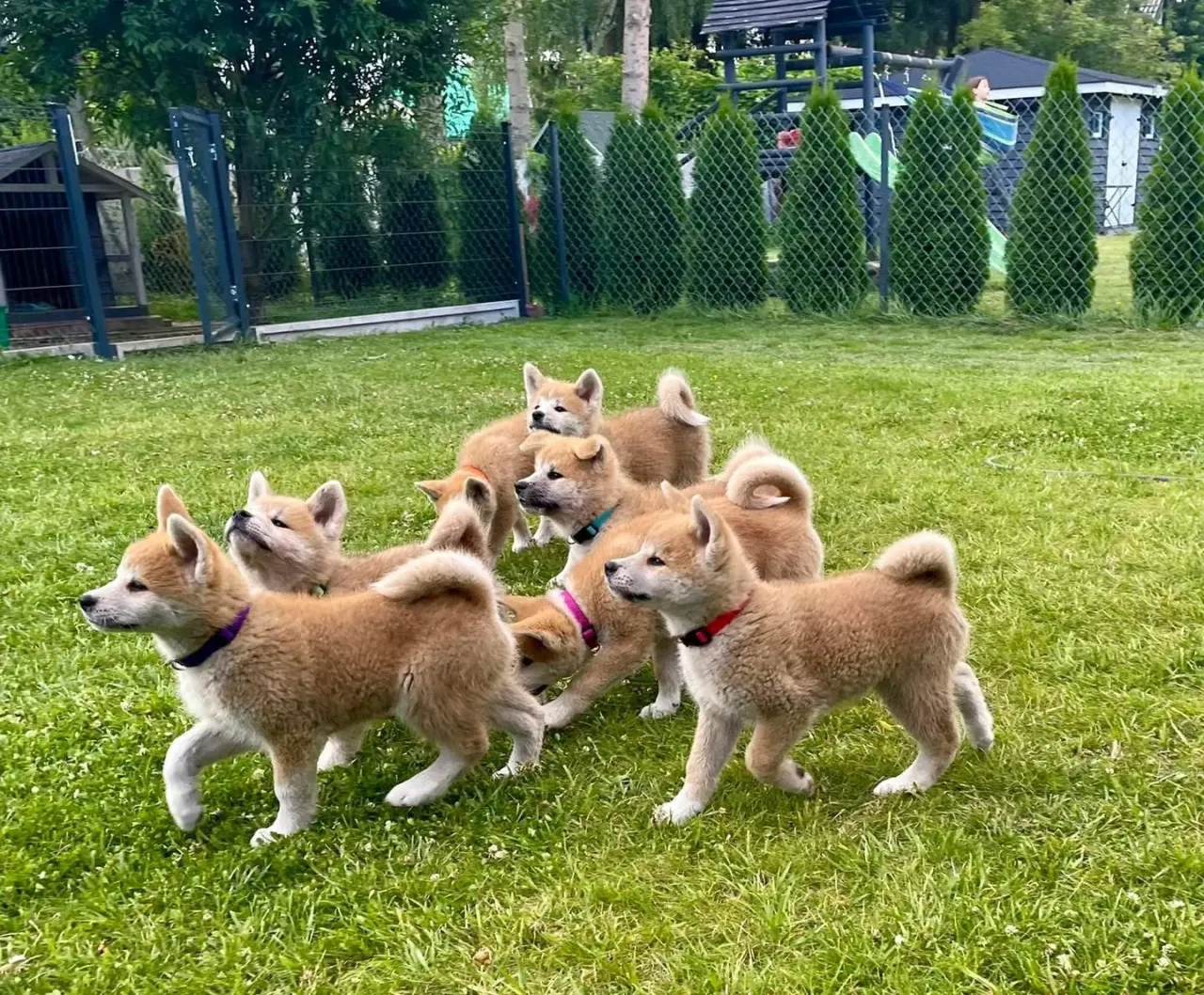 szczeniak akita inu rodowodowy
