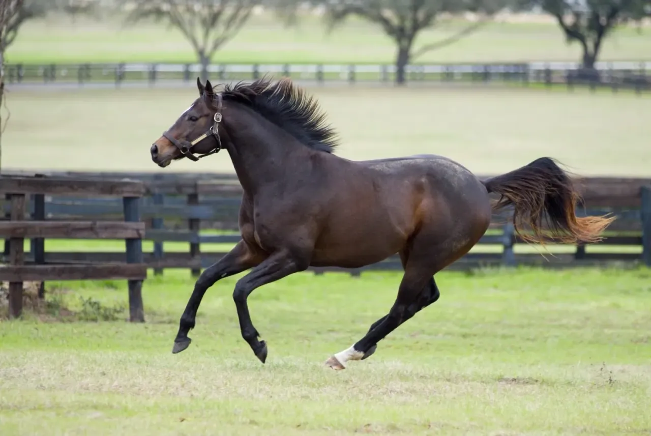 Konie pełnej krwi angielskiej Golejewko