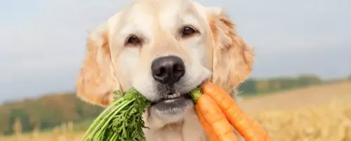 Pies jedzący gotowaną marchewkę