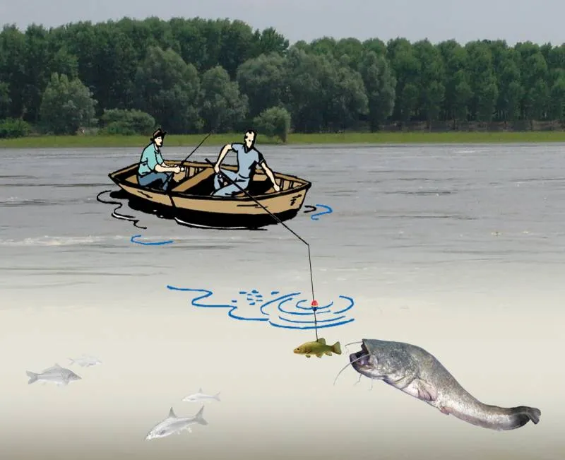 Nęcenie suma na rzece i jeziorze