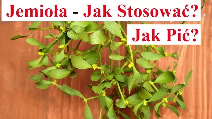 Zdjęcie Jak parzyć herbatę z jemioły, aby wydobyć jej pełnię smaku