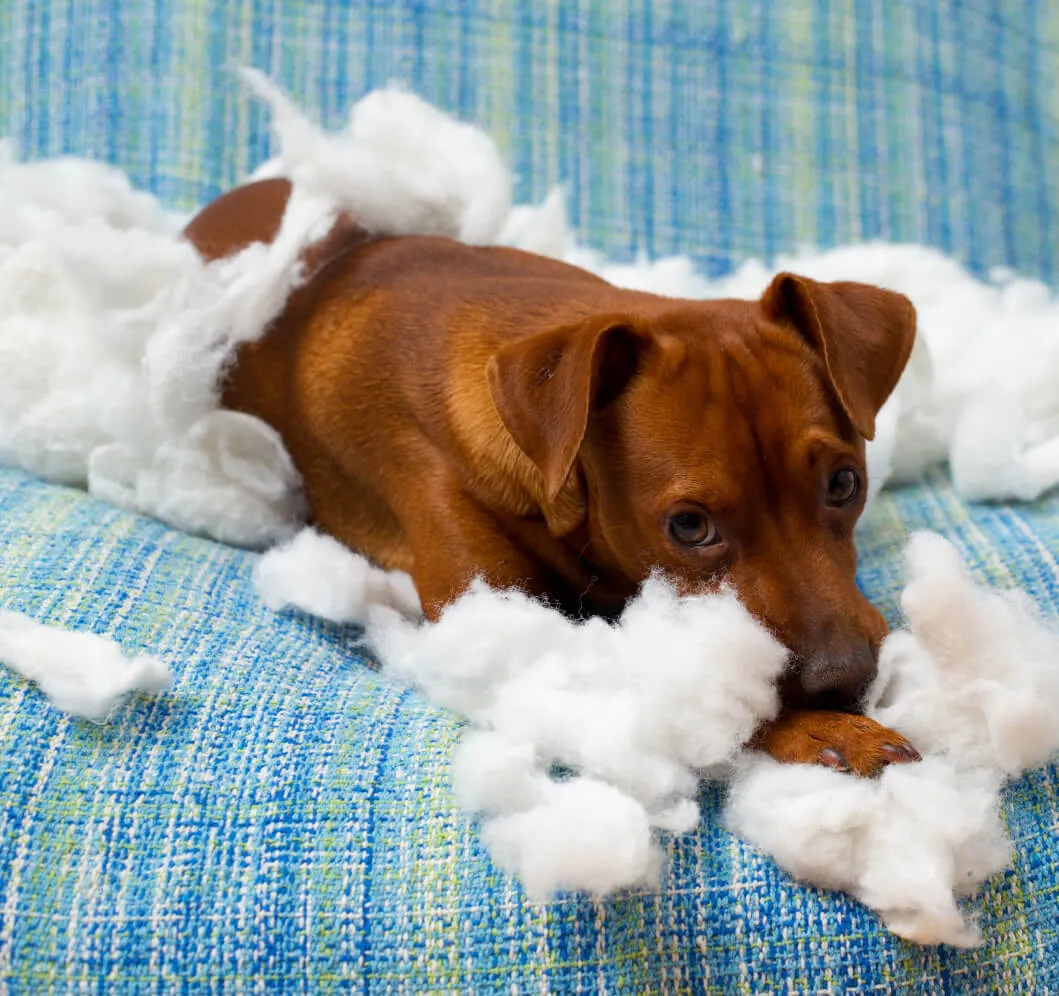 Zdjęcie Jak oduczyć szczeniaka gryzienia? Skuteczne metody i porady