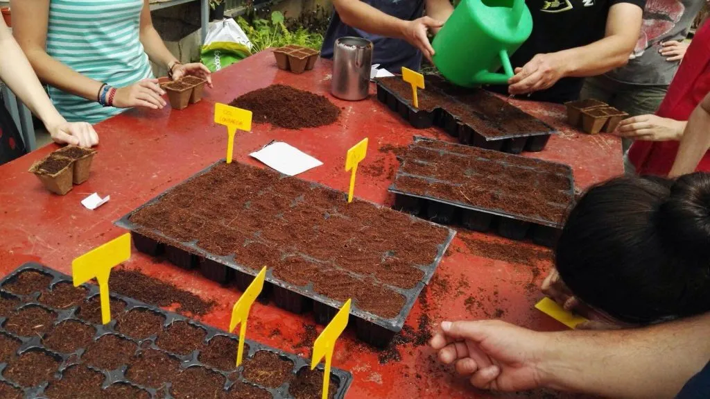 Zdjęcie Cuándo plantar tomates en Madrid para evitar heladas y asegurar éxito