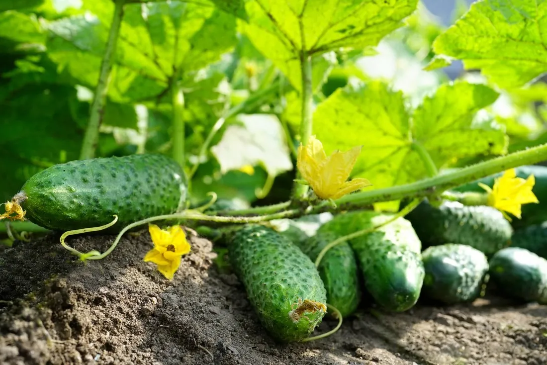 Zdjęcie Kiedy jest sezon na ogórki gruntowe i jak uniknąć rozczarowania?