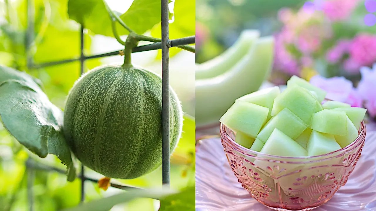 Zdjęcie Kiedy sezon na melony w Polsce? Sprawdź, by nie przegapić smaku