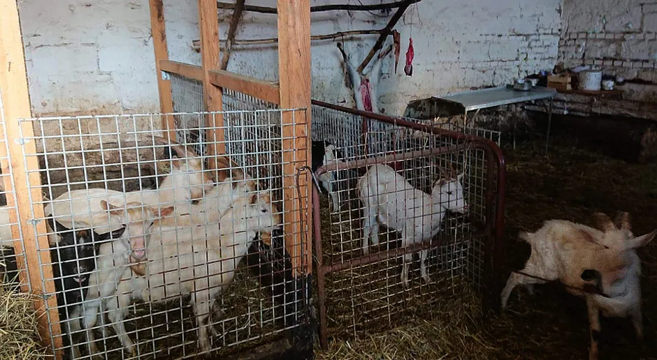 Zdjęcie Gdzie zgłosić nielegalną hodowlę? Sprawdź, jak chronić zwierzęta