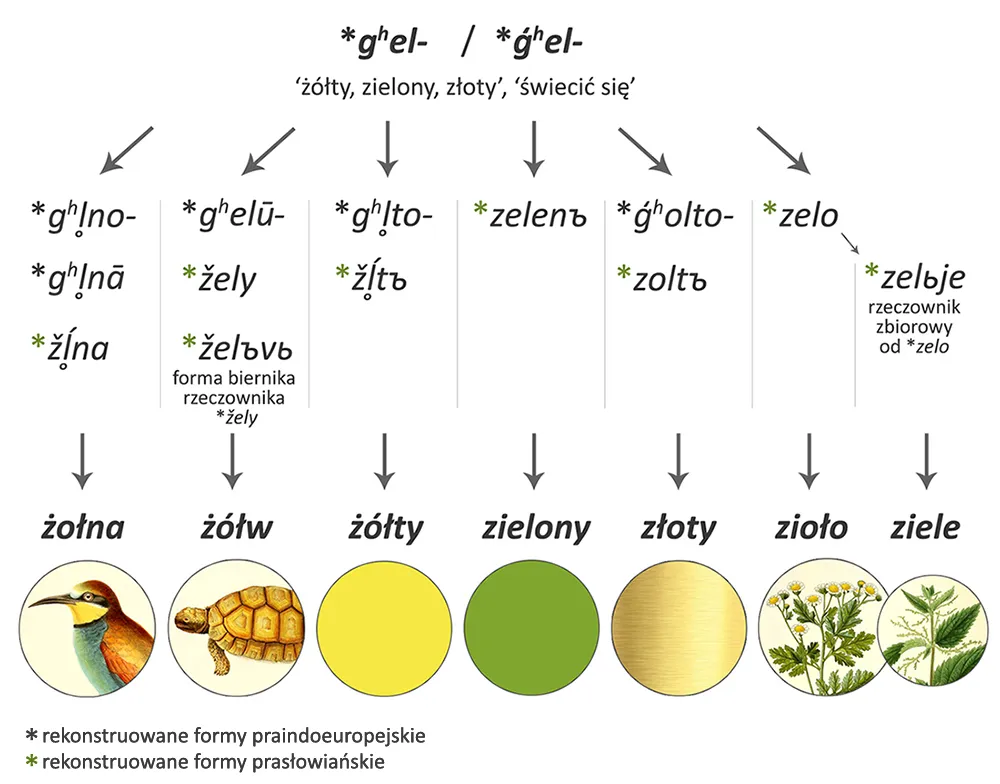 Zdjęcie Jak się pisze żółw? Poznaj pisownię, etymologię i błędy ortograficzne