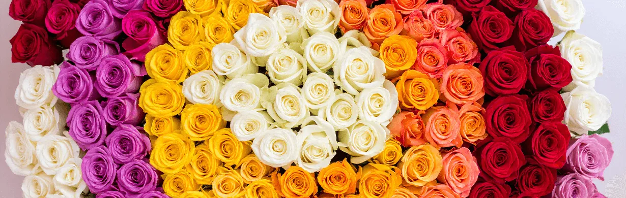 Zdjęcie Ile róż na prezent? Poznaj znaczenie i uniknij gaf