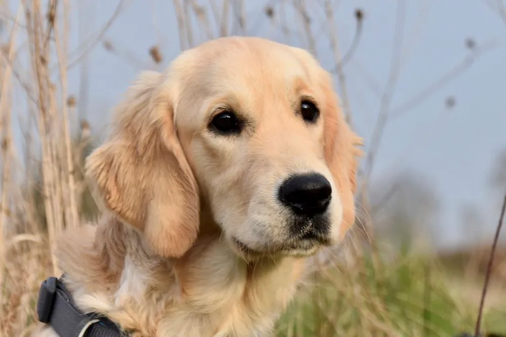Zdjęcie Ile karmy dla golden retrievera? Odpowiednie dawki na każdy wiek