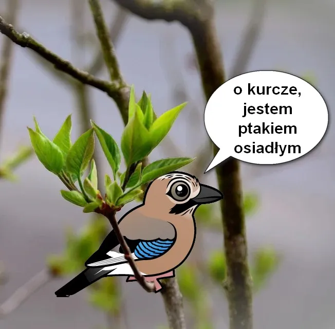 Zdjęcie Jak sójka za morze – znaczenie przysłowia i jego kontekst w poezji