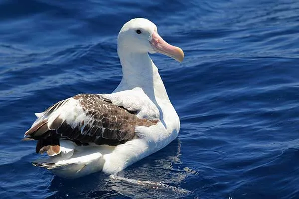 Zdjęcie Albatros wiersz - analiza metafory artysty i jego walki w życiu