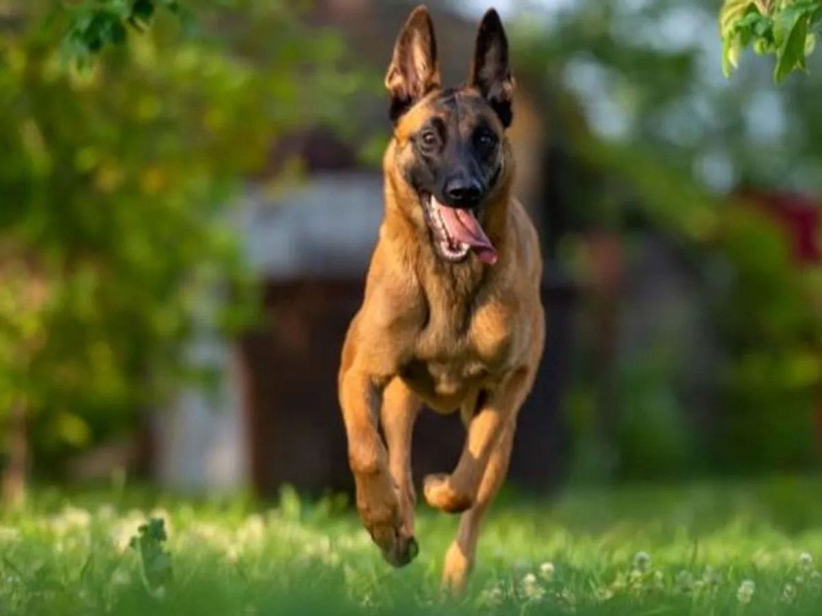 Zdjęcie Cuál es el perro más inteligente del mundo y por qué es el Malinois