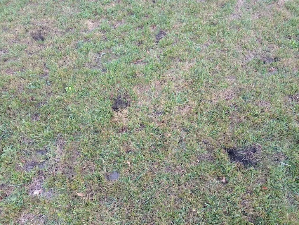 Zdjęcie Co kopie dziury w ogrodzie? Poznaj zwierzęta i ich przyczyny