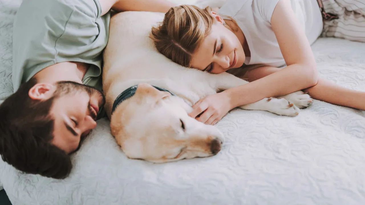 Zdjęcie Woher kommen Flöhe im Bett? Ursachen und effektive Lösungen