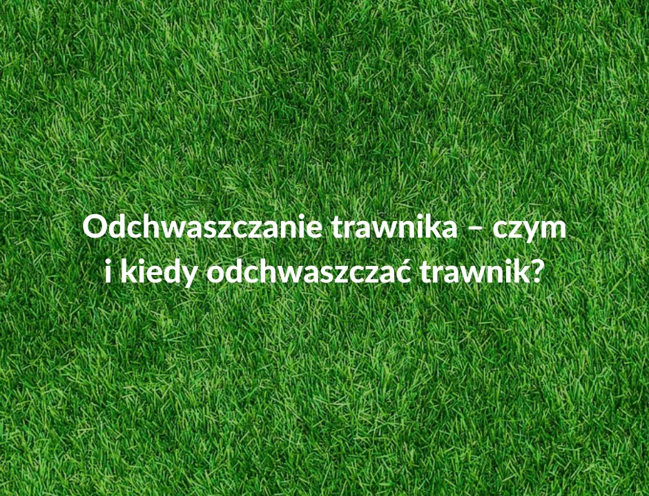 Zdjęcie Skuteczne sposoby na oprysk trawnika od chwastów bez ryzyka