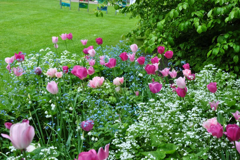 Zdjęcie Jak uprawiać fioletowe tulipany? Poradnik sadzenia cebulek