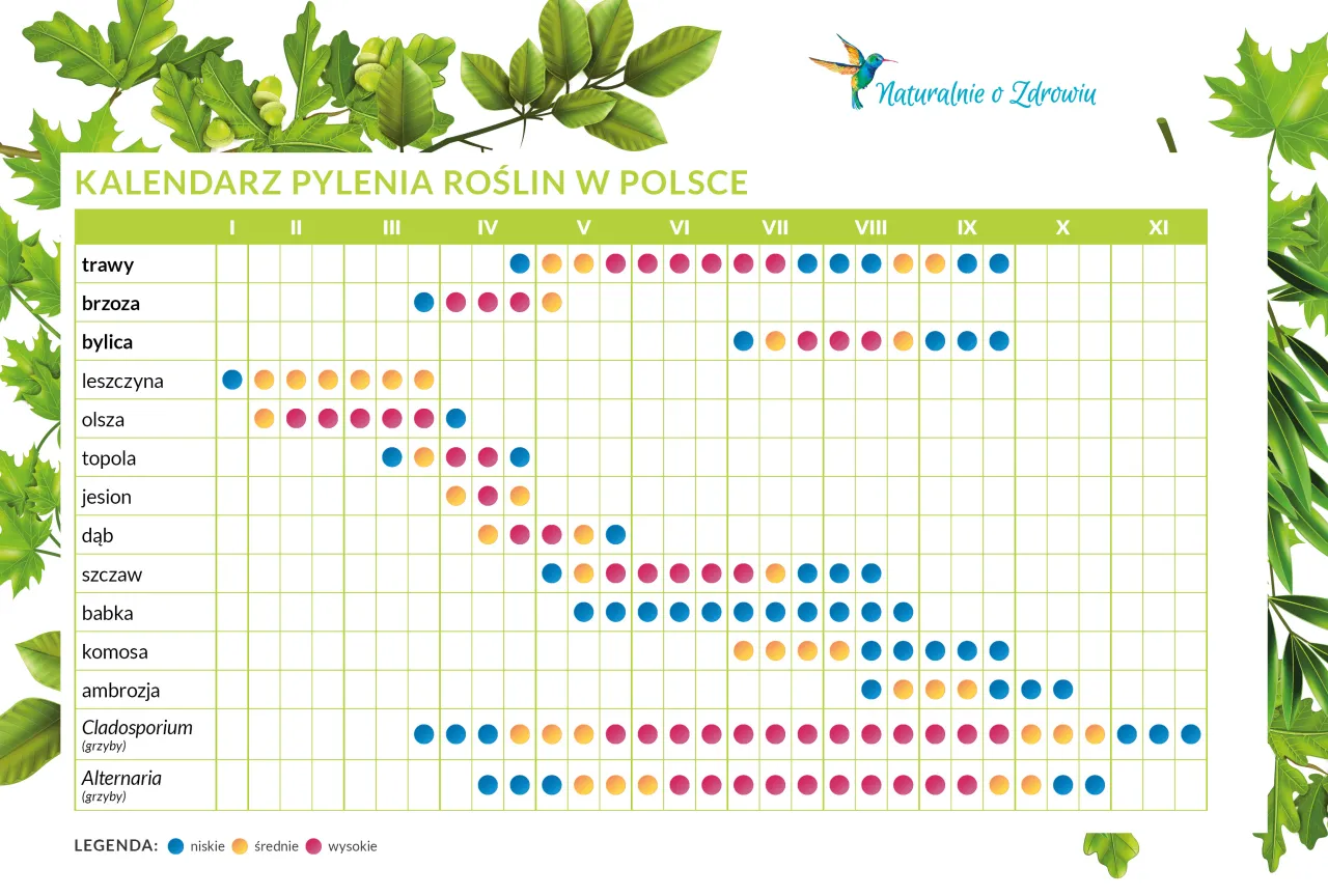 Zdjęcie Co kwitnie teraz w Polsce? Zobacz, co może wywołać alergie
