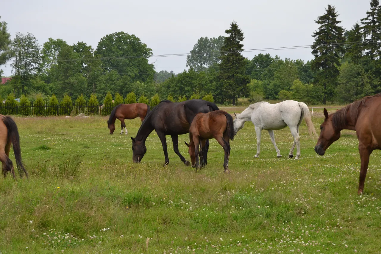 Stado koni komunikujących się