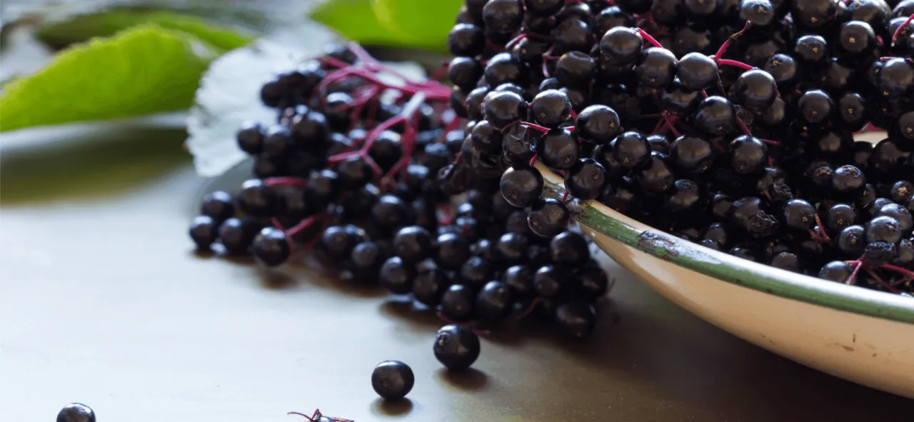 Krzew czarnego bzu z owocami w misie. Sok z czarnego bzu właściwości zdrowotne, wspiera odporność.
