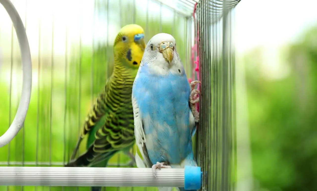 papużka falista w klatce