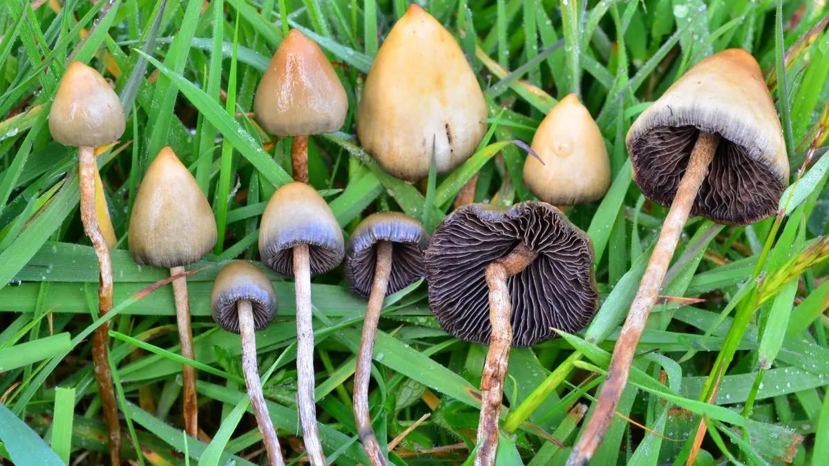 Łysiczka lancetowata Norwegia