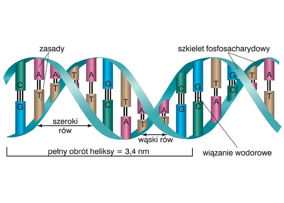 Struktura podwójnej helisy DNA