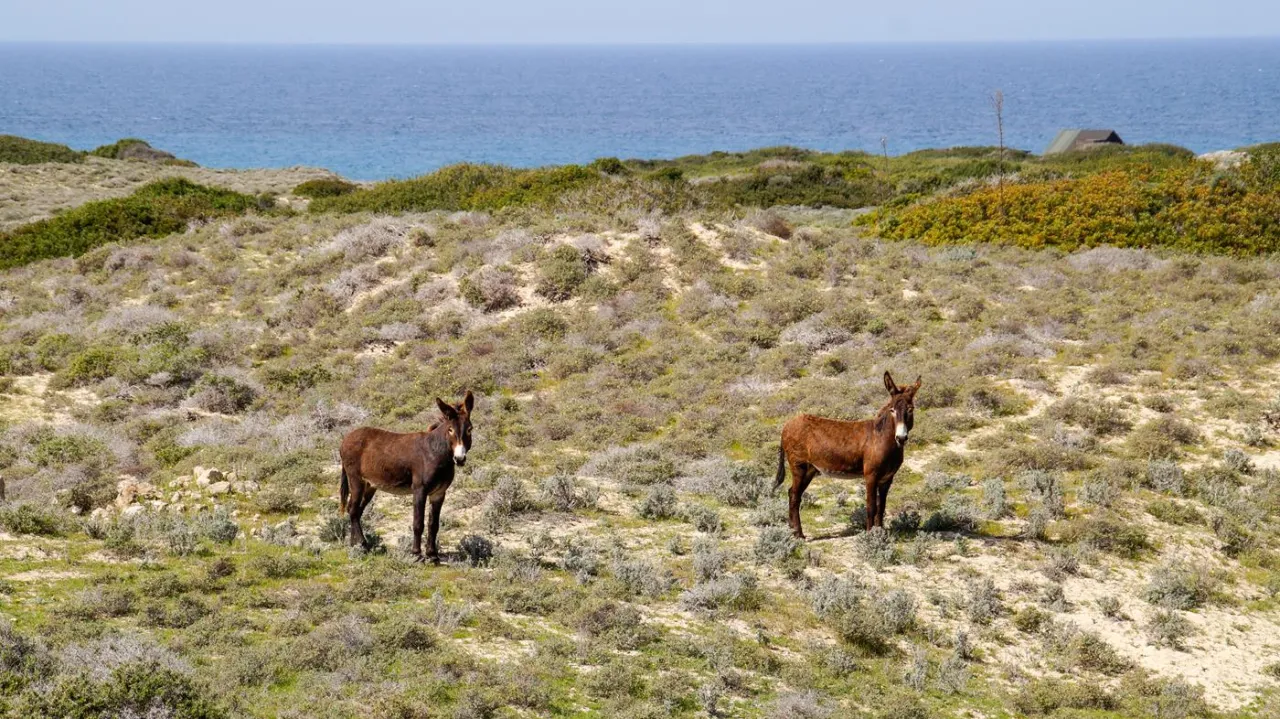 Cypr Północny dzikie osiołki Karpaz