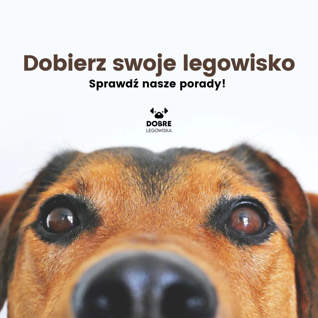 Zdjęcie Jak dobrać rozmiar legowiska dla psa, aby zapewnić mu komfort?