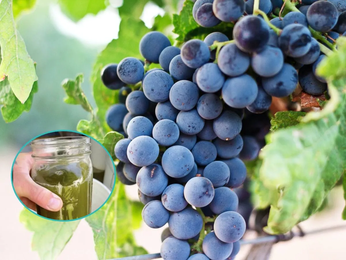 Domowy naw&oacute;z do winogron w słoiku, gotowy do użycia. Pyszne, dojrzałe winogrona na tle zielonych liści.