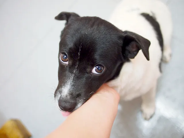 szczeniak Jack Russell Terrier bawi się, socjalizacja szczeniaka