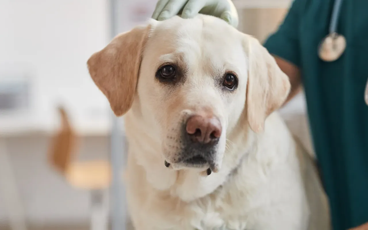 Pies z objawami zatrucia, np. wymiotujący lub apatyczny