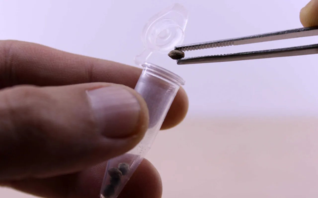 Bezpieczne przechowywanie nasion konopi