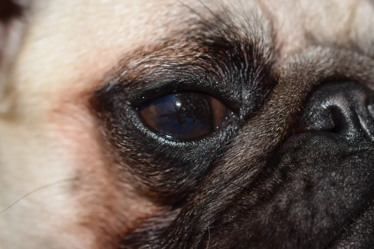 szczeniak z ropą w oku