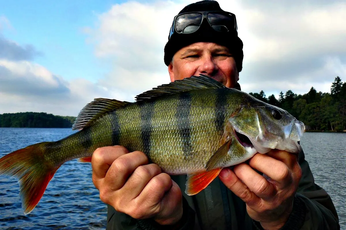 Sandacz okoń jezioro Kopań