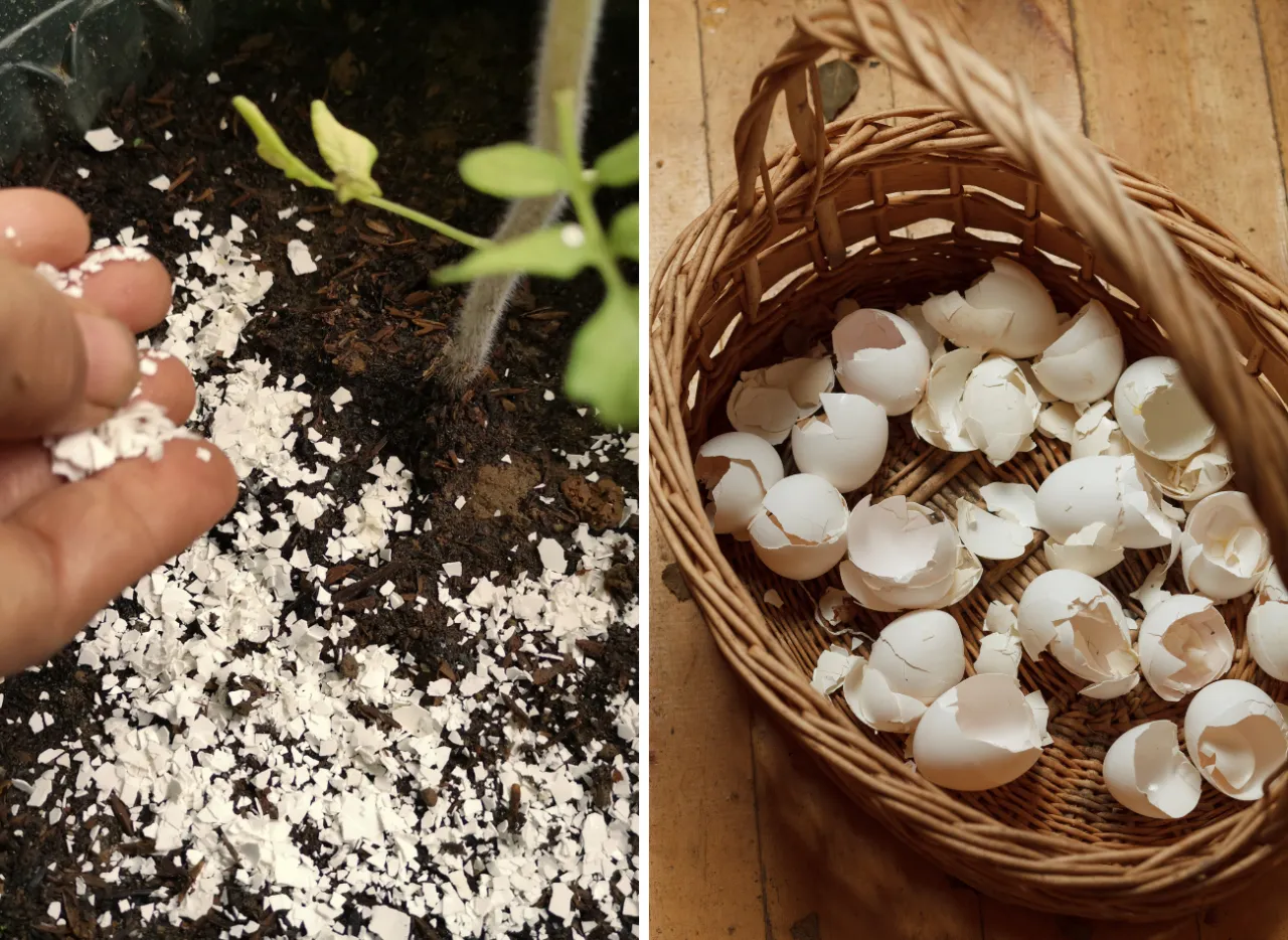 skorupki jajek naw&oacute;z rośliny