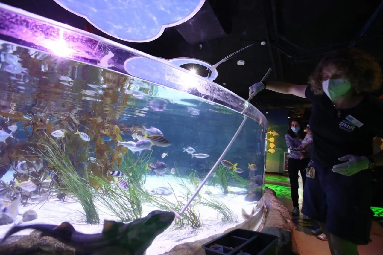 Ryby czyszczące akwarium i ich rola