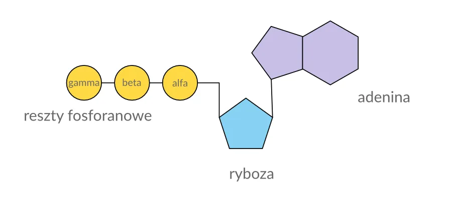 ATP budowa cząsteczki schemat
