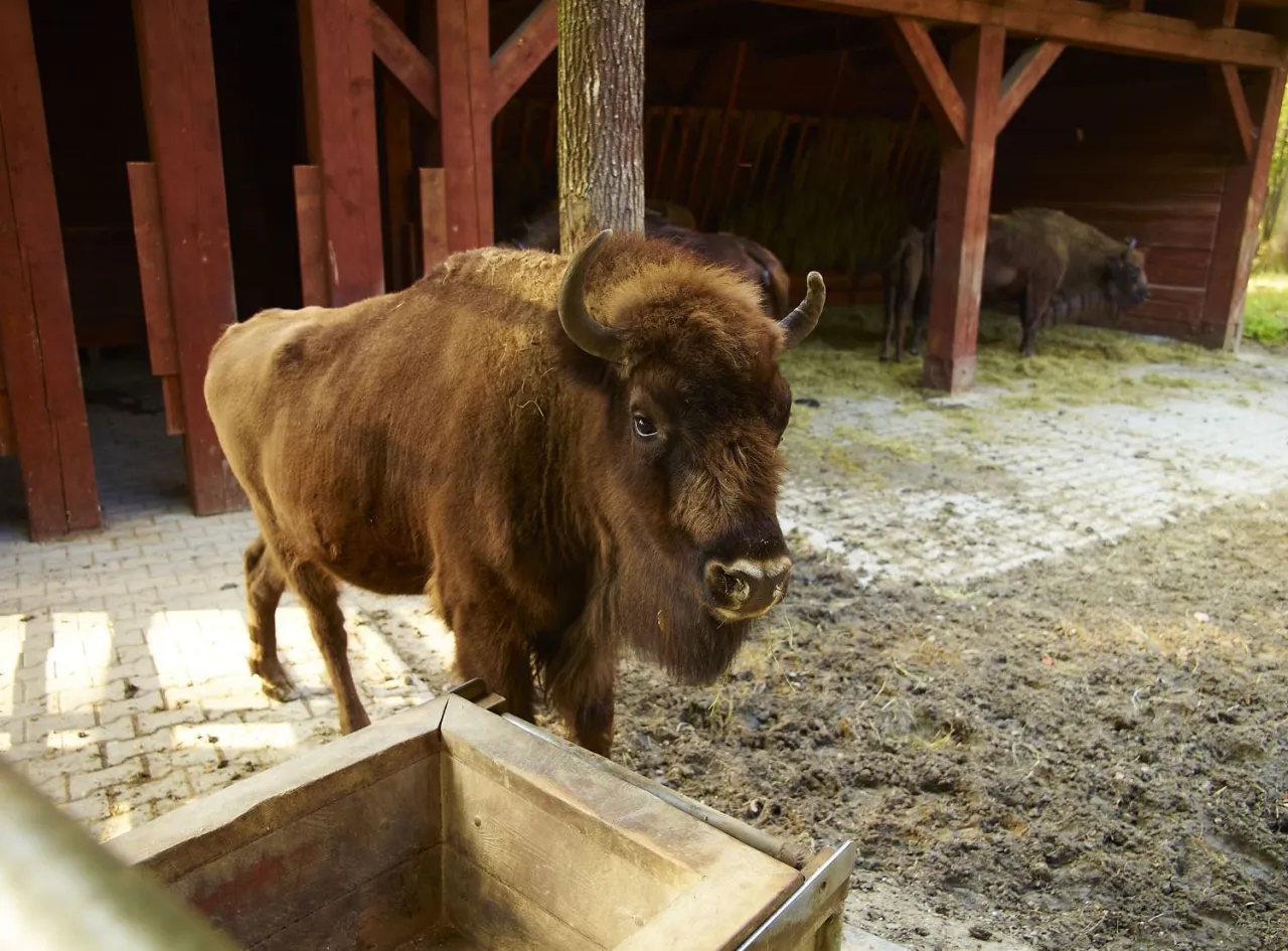 Zagroda Żubrów Pszczyna historia