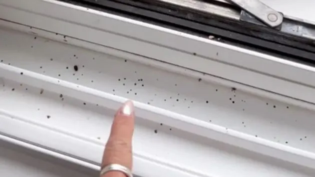 czarne kropki po muchach na białej ramie okna z bliska