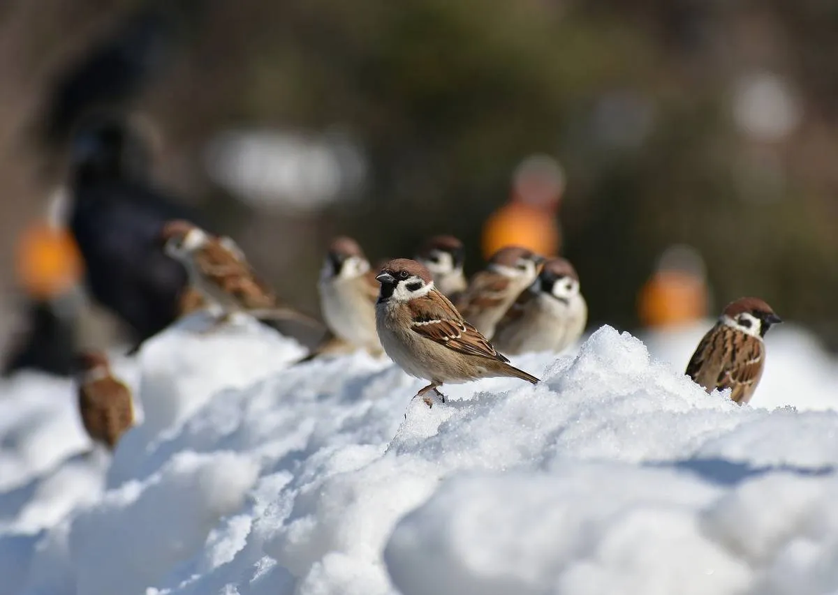 Wr&oacute;ble zimą w grupie