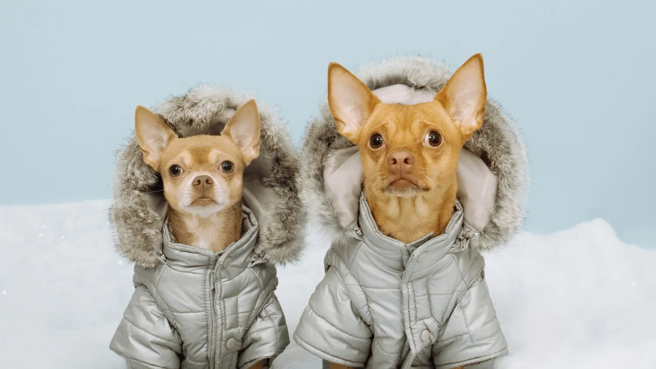 rasy psów odporne na zimno i wrażliwe