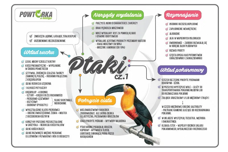 Przykładowa mapa myśli biologia