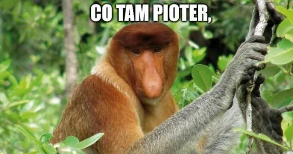 nosacz sundajski mem urodzinowy