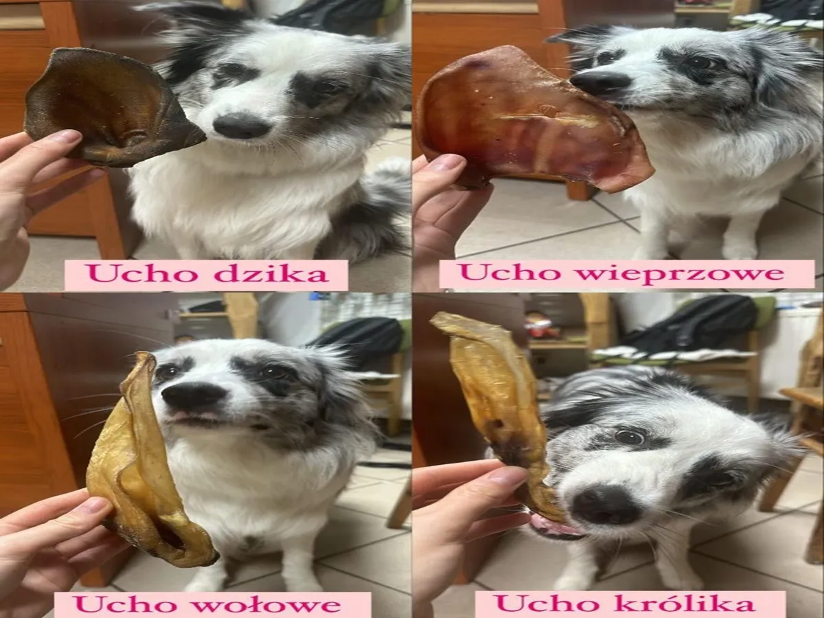Szczeniak wita się z uszami dzika, wieprza, wołu i kr&oacute;lika. Jakie kości dla szczeniaka wybrać?
