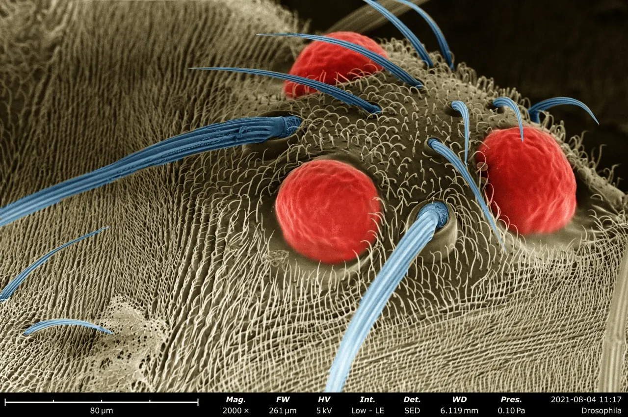 mikroskop stereoskopowy muszka owoc&oacute;wka