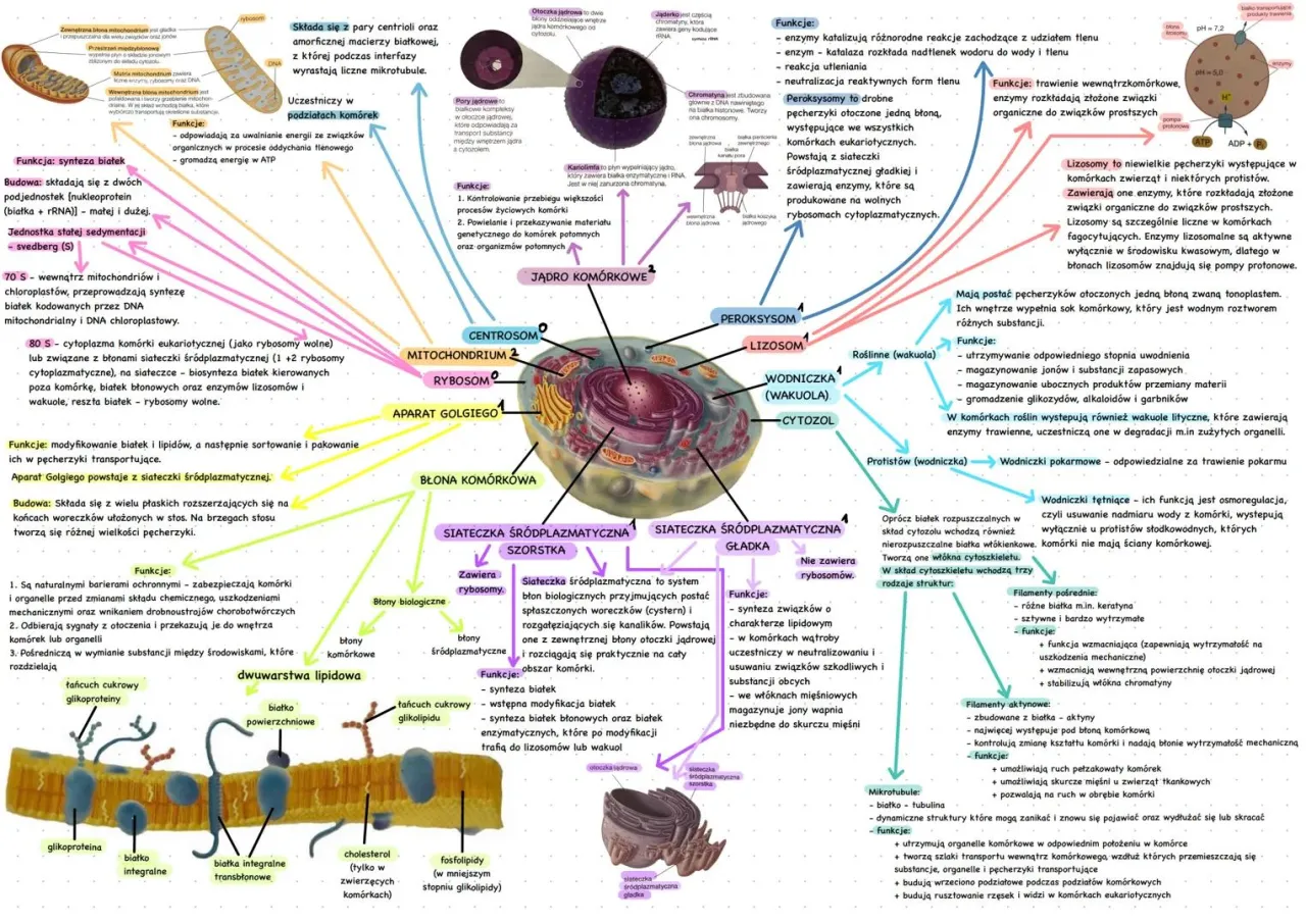 Mapa myśli z biologii, schemat komórki lub procesu metabolicznego