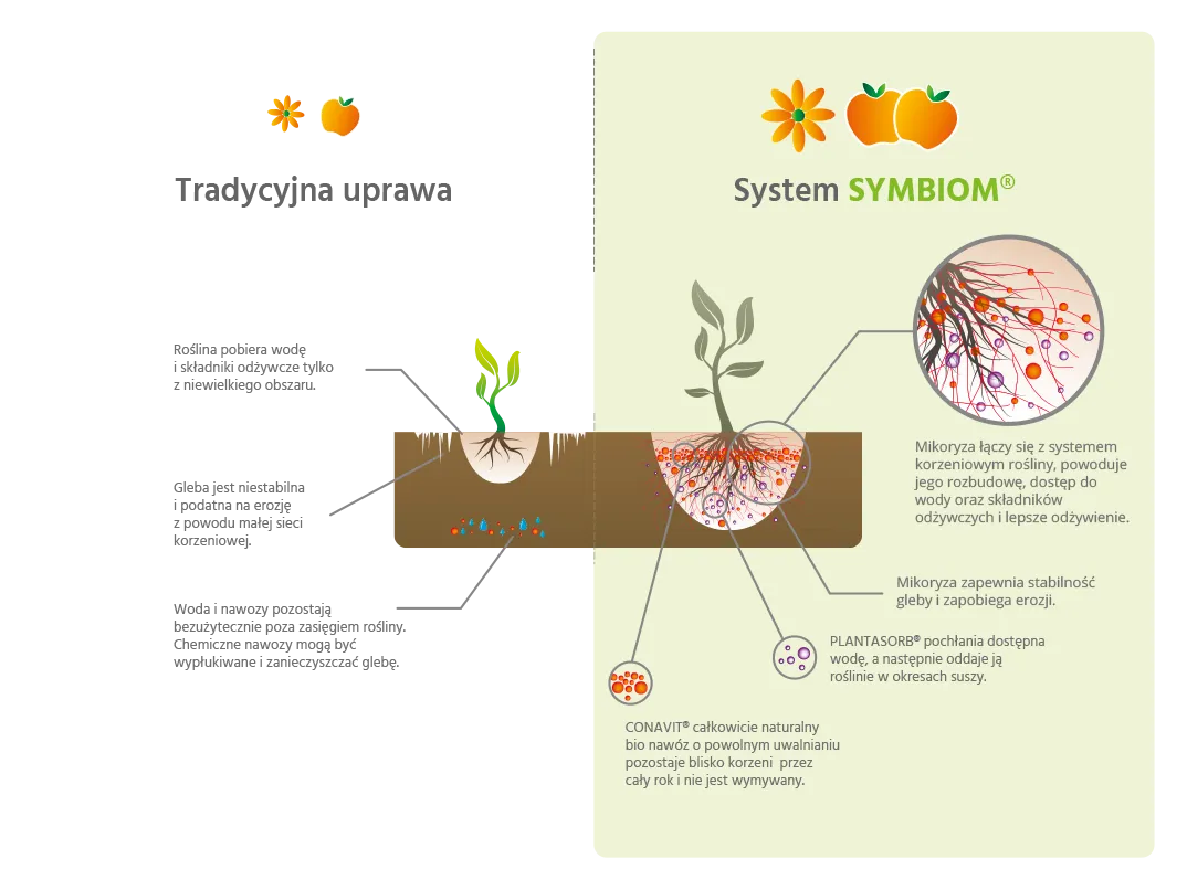 Rodzaje mikoryzy infografika