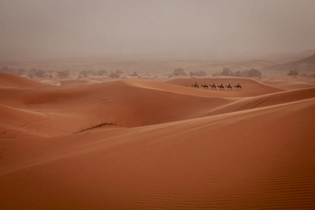 Karawana wielbłądów przemierza piaszczyste wydmy. Niezapomniane widoki, które warto zobaczyć w Maroko.