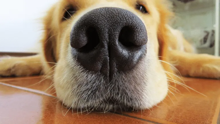 Zdjęcie Czy golden retriever się strzyże? Odkryj prawdę o pielęgnacji sierści